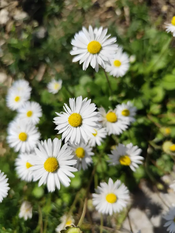 Pratoline in fiore nel prato